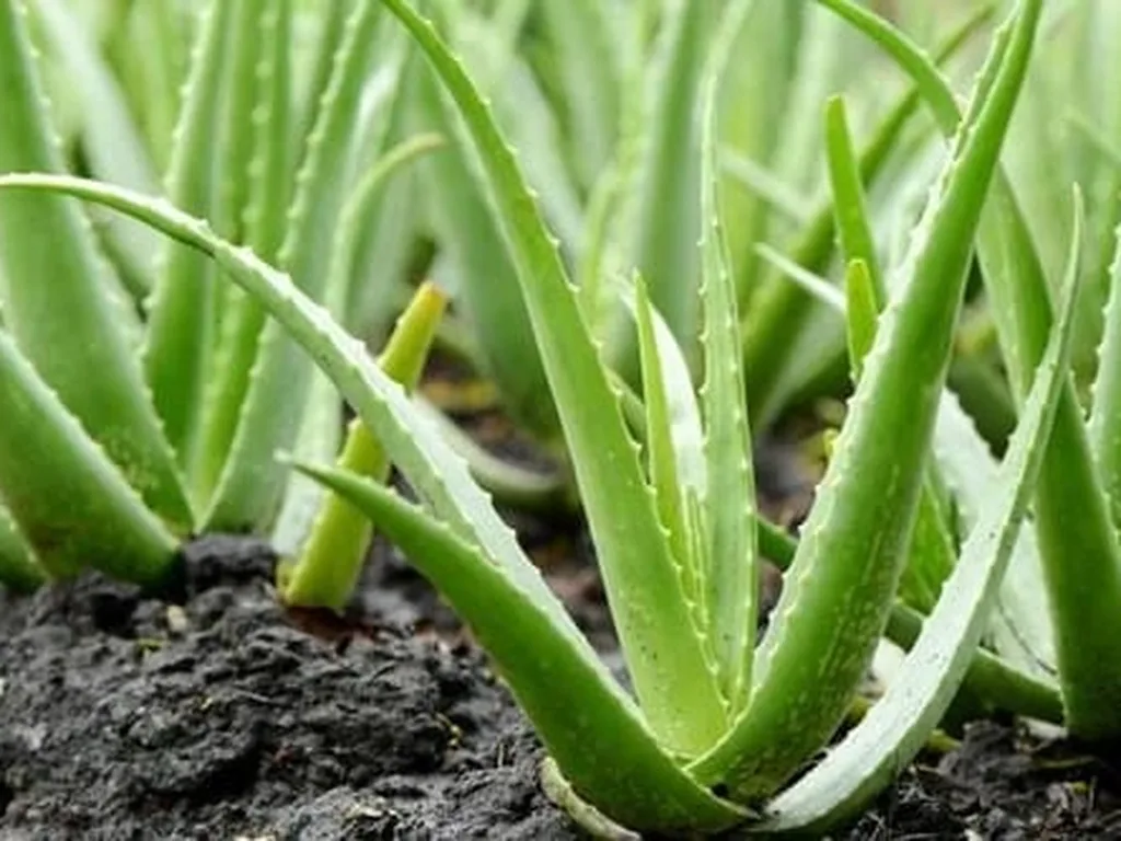 Aloe i Kompost